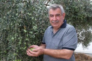 alanyada zeytin hasadi basladi rekolte yuzde 40 d dustu DGdLwg9T.jpg